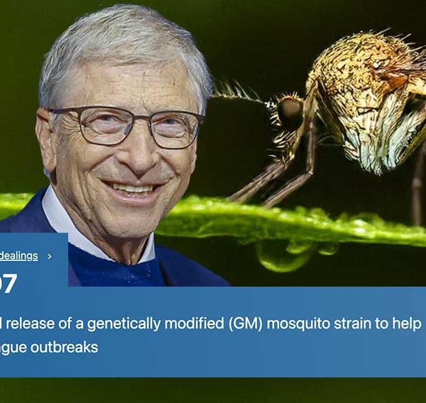 Bill Gates-Backed Firm Seeks Approval for Genetically Modified Mosquito Release in Australia